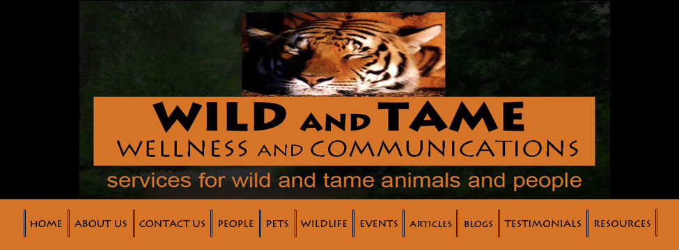 wild and tame banner with treed path and tiger